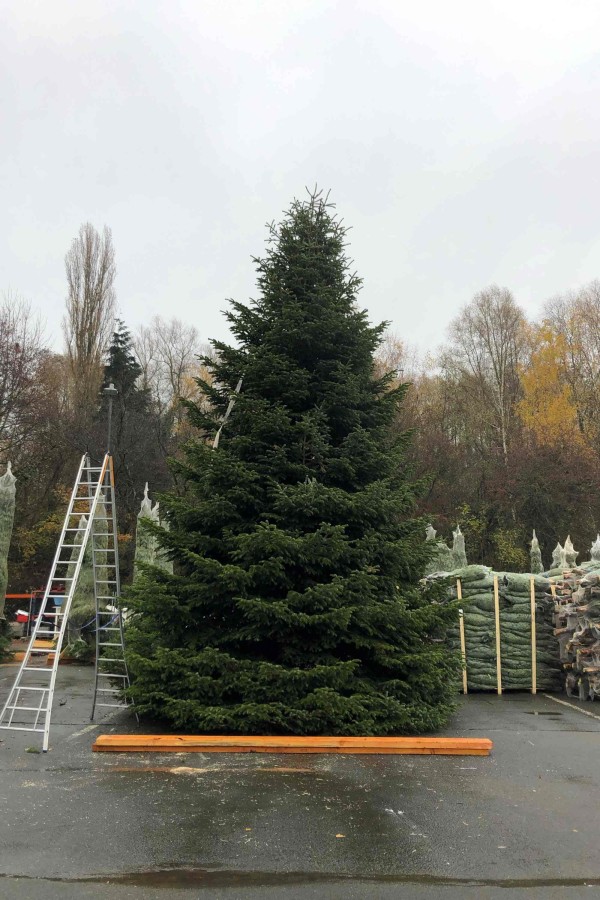 Grand sapin de Noël majestueux